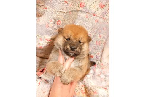 成約済の鹿児島県の柴犬-361938の6枚目